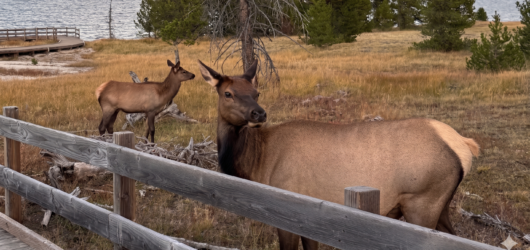 Best Places to See Wildlife in Yellowstone: A Guide to the Park’s Top Spots